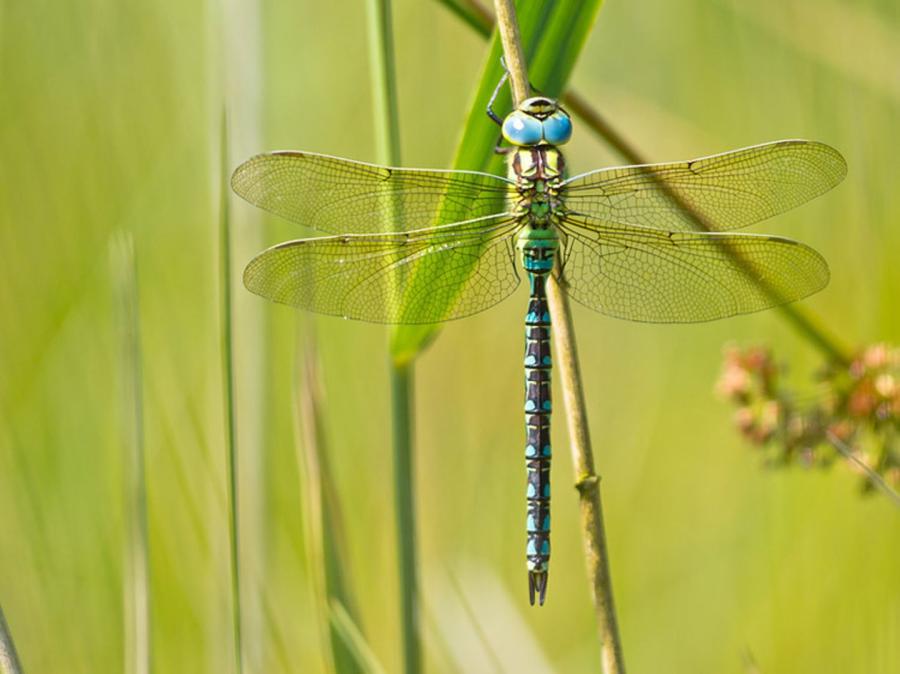 De libelle — symbool van transformatie en genezing