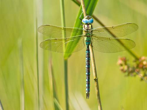 De libelle — symbool van transformatie en genezing