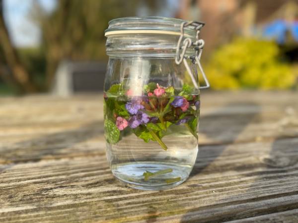 Longkruid, zo’n fantastisch kruid. Goed te gebruiken bij COPD, longemfyseem, ast…