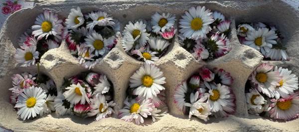 Madeliefjes uit eigen tuin. Dit keer ga ik ze drogen zodat ik ze van de winter i…